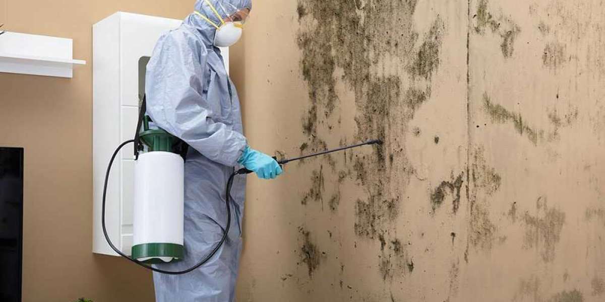 Mold Removal Services Dubai