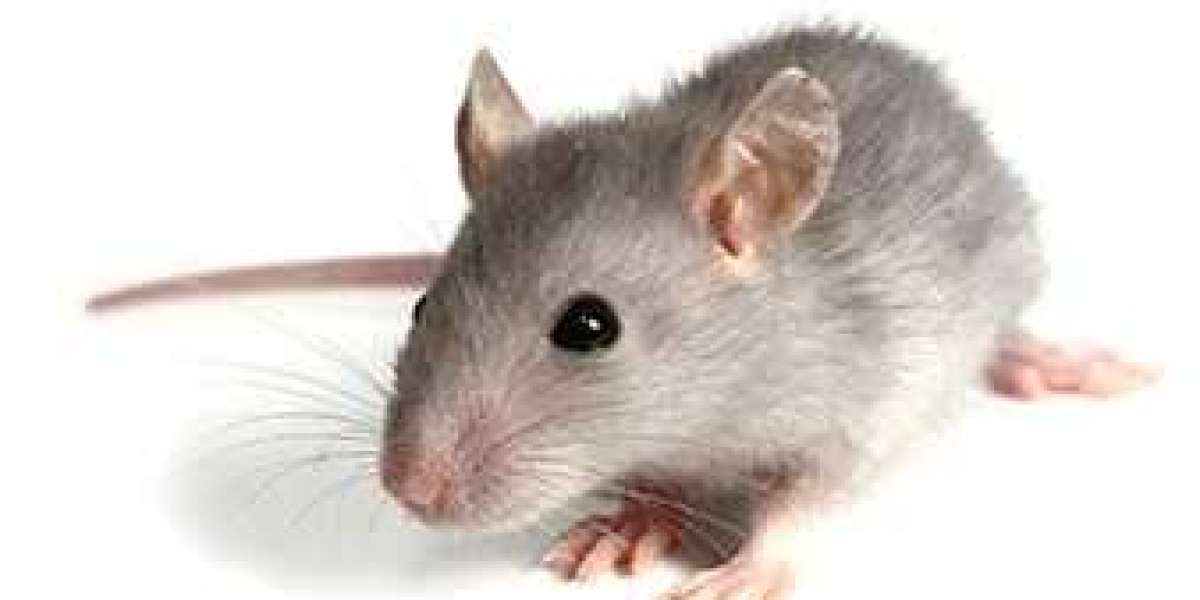 Rodent Pest Control Services: Why You Need Urban Junggle